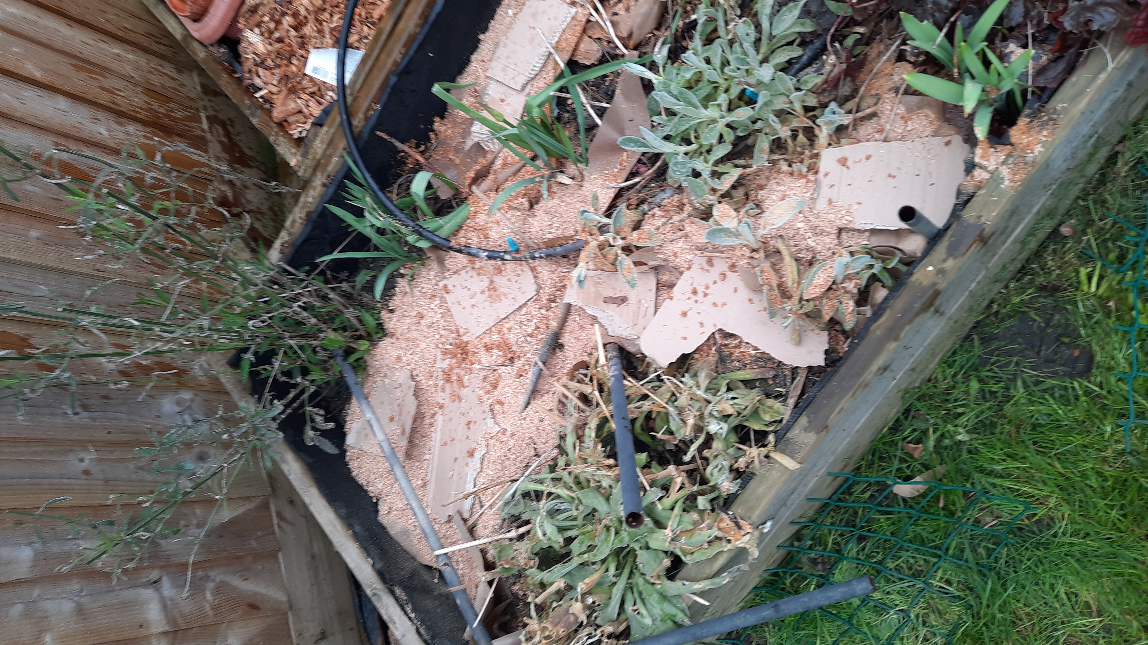 chip bed covered with cardboard