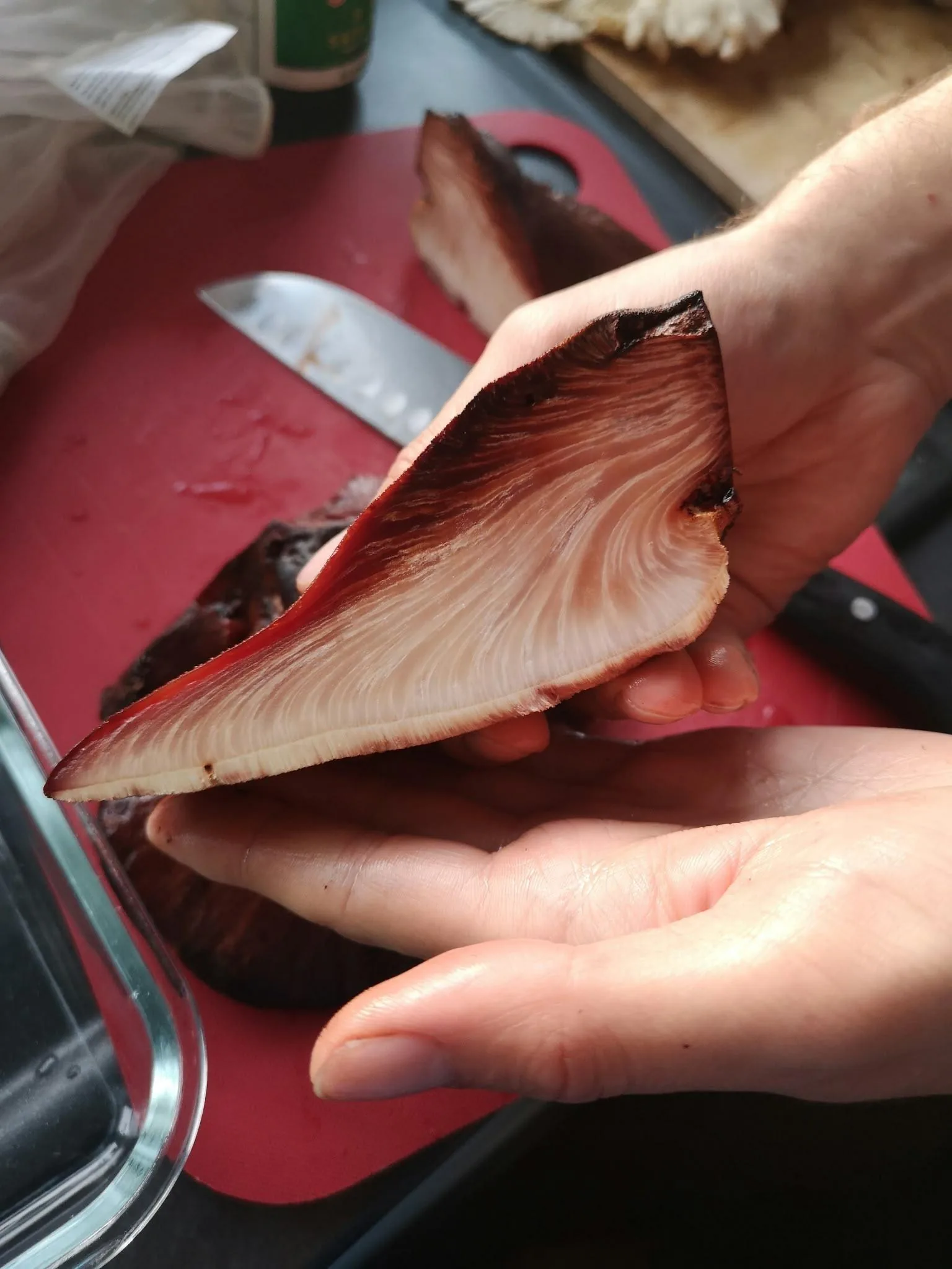 A hand holding a cut beefsteak mushroom, showing the pale marbling through its red flesh