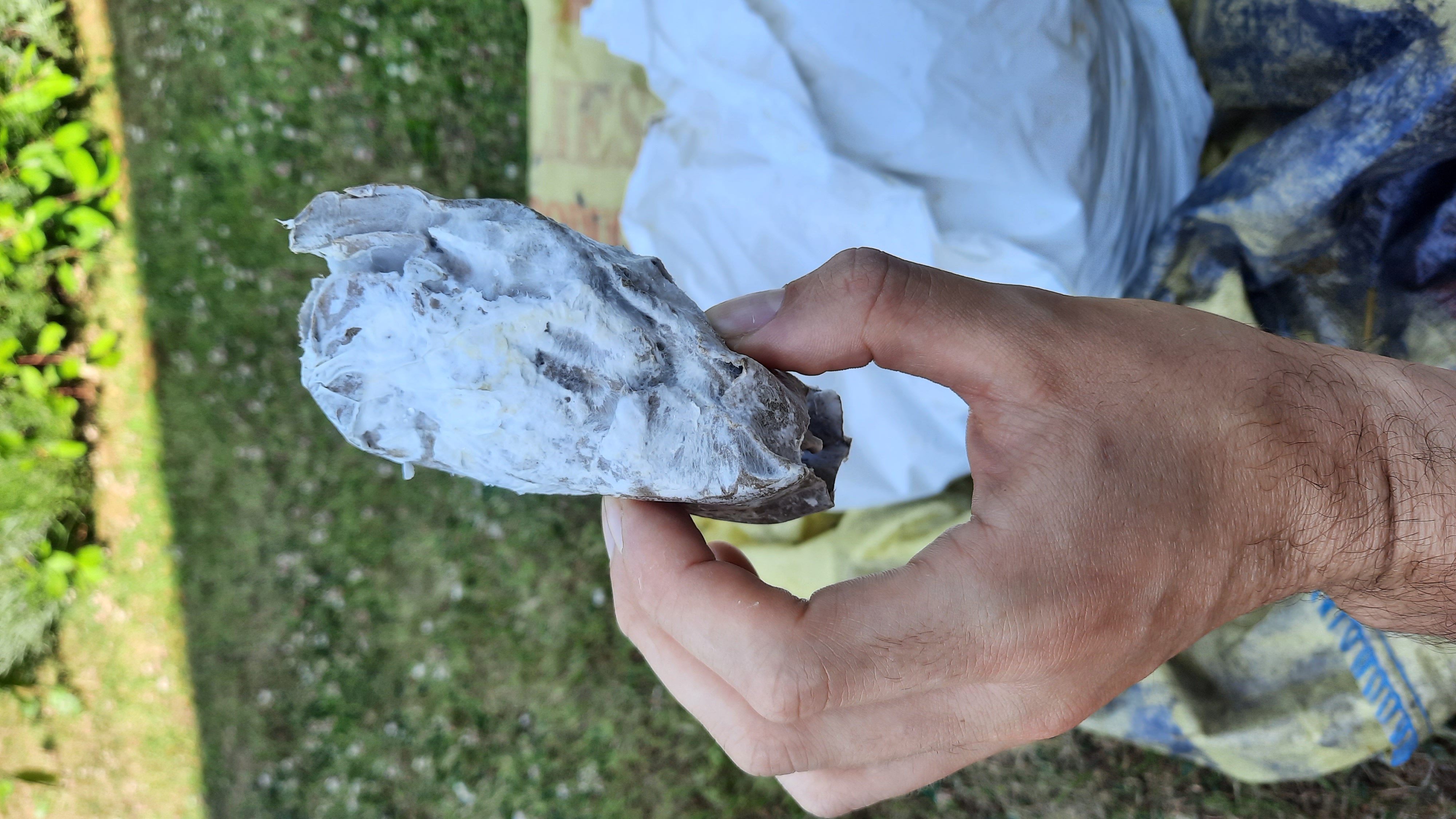 Some home grown oyster spawn using the stem butt technique.