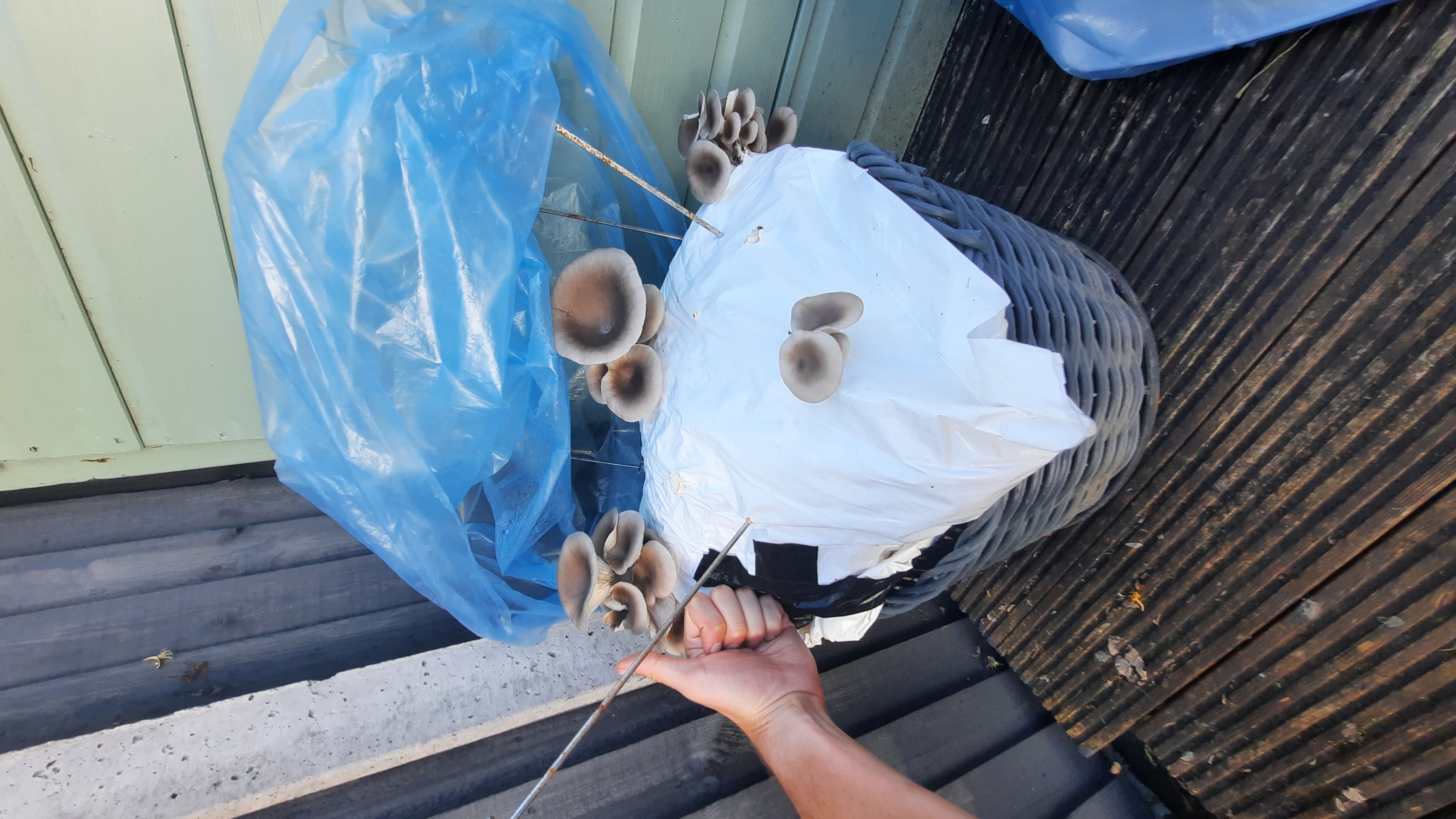  Blue Oysters fruiting from the bag