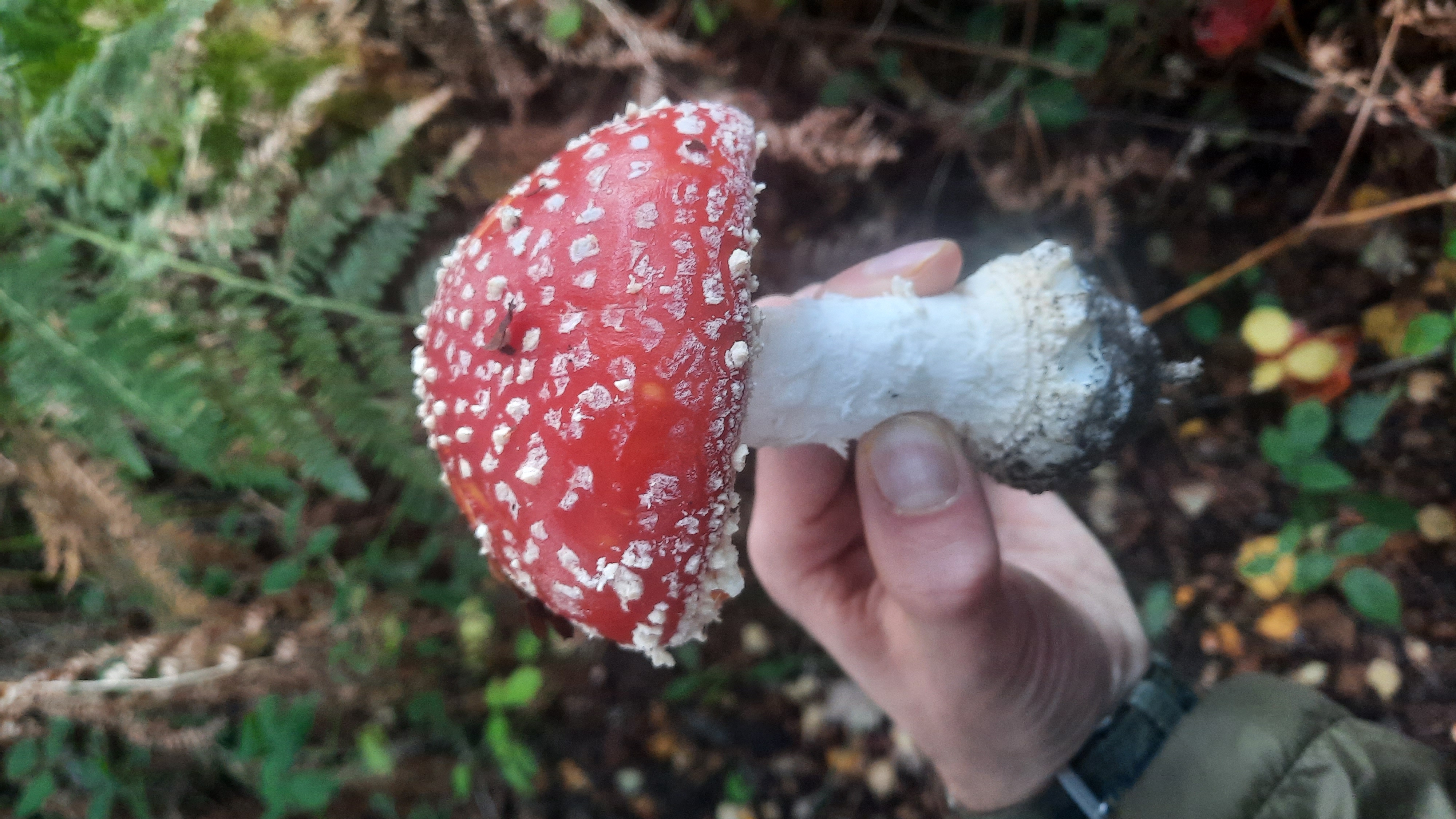 Fly Agaric mushroom growing by the base of a mountain