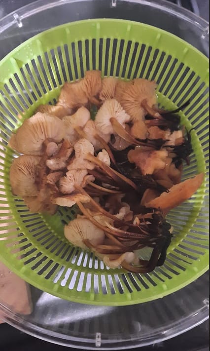 Mushrooms in a salad spinner