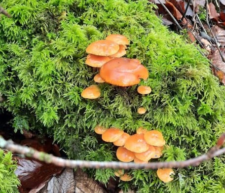 Velvet Shank mushrooms