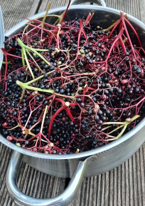 Elder berries on their stems before separation
