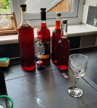 Year-old elderberry mead in the bottle, left to clarify